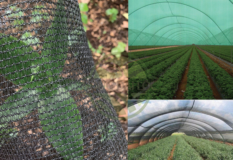 luoi-che-nang-det-dai-loan